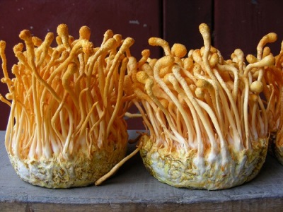 Thuis cordyceps kweken