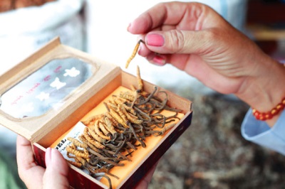 Faits intéressants sur le Cordyceps