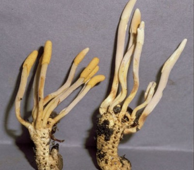 Complete Cordyceps Paddenstoel