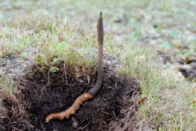 Uiterlijk van Cordyceps