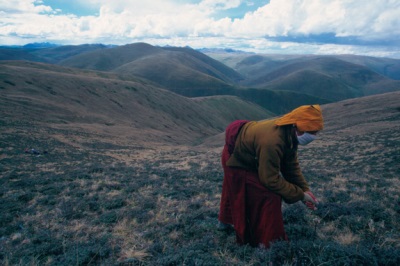 Cordyceps pousse principalement en Chine