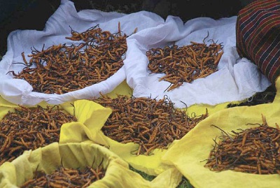 Faire des épices à partir de Cordyceps