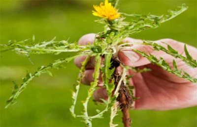 verse paardenbloemwortel