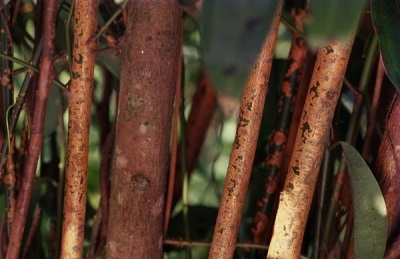 pokok kayu manis