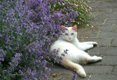 Chat et herbe à chat