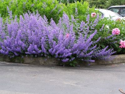 Kattenkruid in landschapsontwerp