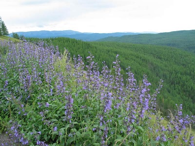 Kattenkruid in Siberië