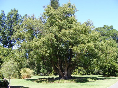 Pokok Laurel di Afrika