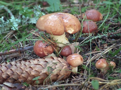 Oliebollen