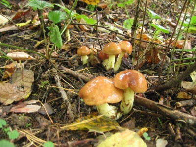 Oliebollen in het bos