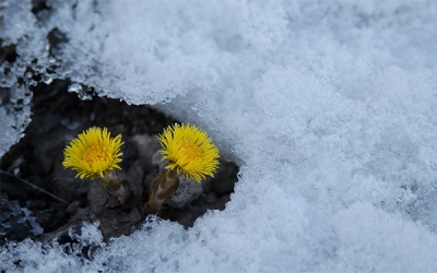 De eerste lente bloeit klein hoefblad