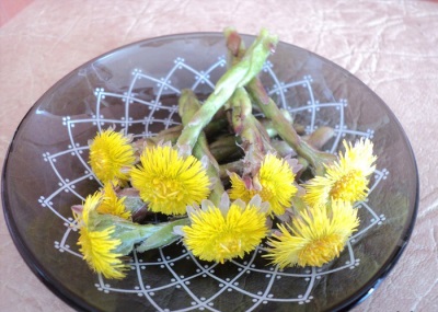 Thành phần hóa học của coltsfoot