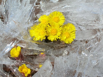 Coltsfoot hoa trên Baikal