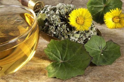 Đặc điểm của coltsfoot