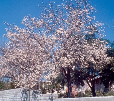 Californische amandelboom