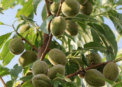 amandel fruit