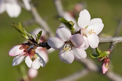 zoete amandelbloesem