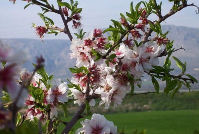 Bladeren en bloemen van de amandelboom