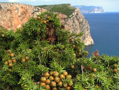 Juniper ở Crimea