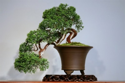 bonsai jałowcowe