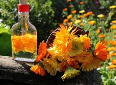 Kontraindikasi untuk tincture calendula