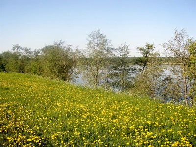 Paardebloem velden