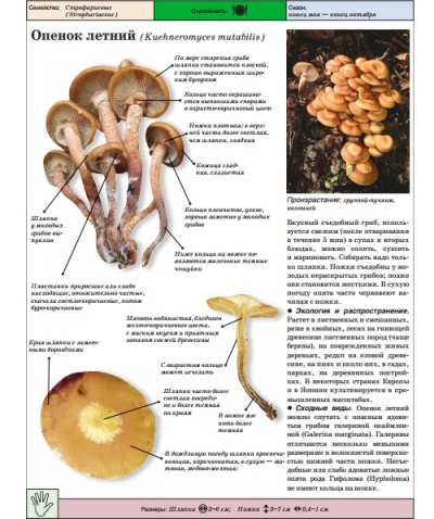 Madu agaric musim panas