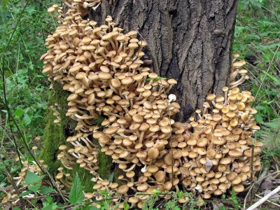 Honingpaddestoelen hebben contra-indicaties