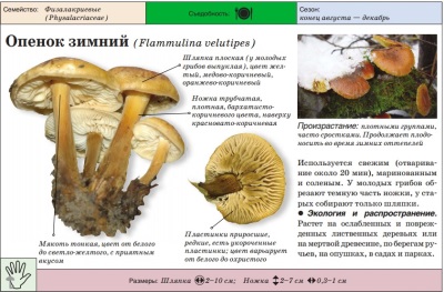 Talvine mee agaric