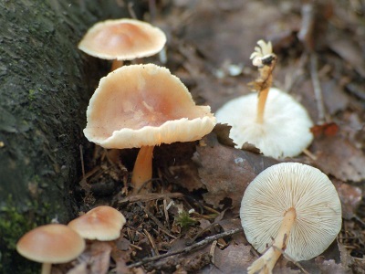 Kevadine mesi agaric