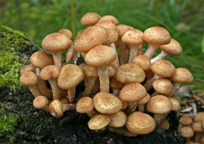 De juiste keuze aan paddenstoelen