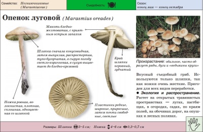 Honey agaric heinamaa