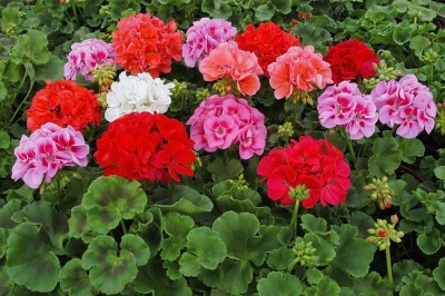 Pelargonium ehk majageranium