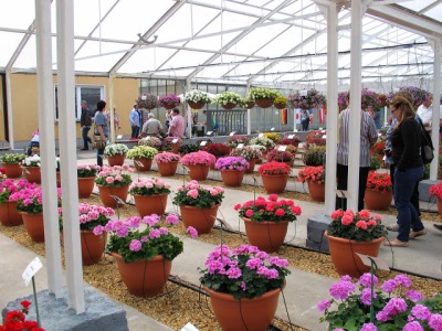 Verschillende soorten pelargonium op een tentoonstelling in Duitsland