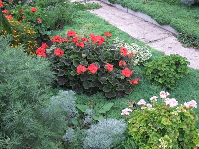 Pelargonium in de tuin