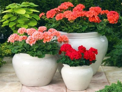 Pelargonium trong chậu