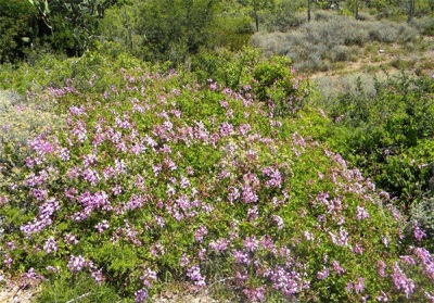 pélargonium sauvage