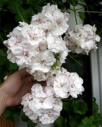 Pelargonium terry