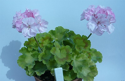 De chemische samenstelling van pelargonium