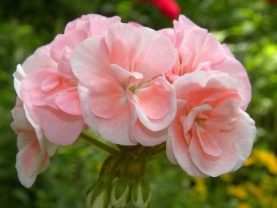 Nuttige eigenschappen van pelargonium