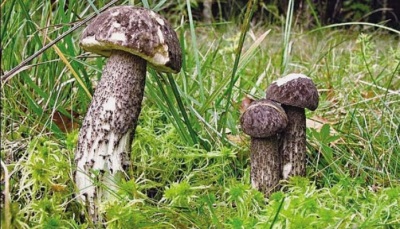 Boletus veelkleurig