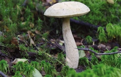 Đầm lầy Boletus