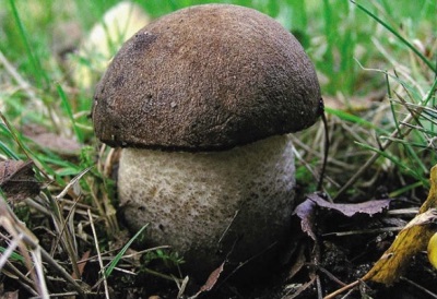 Boletus đen