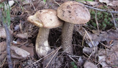 roze boletus