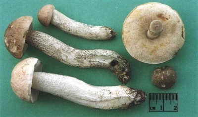 Đặc điểm của nấm boletus