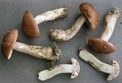 Boletus wordt ook gebruikt voor medicinale doeleinden.