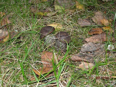 Boletus xám