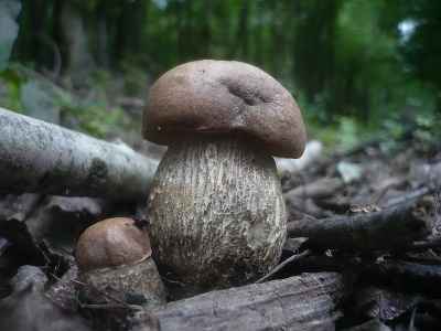 Boletus hard