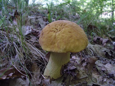 Schaken boletus