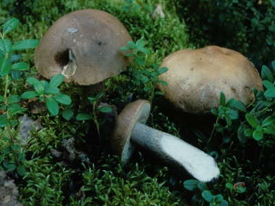 Boletus xám tro